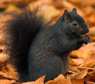 A1FN14 / Black Squirrel