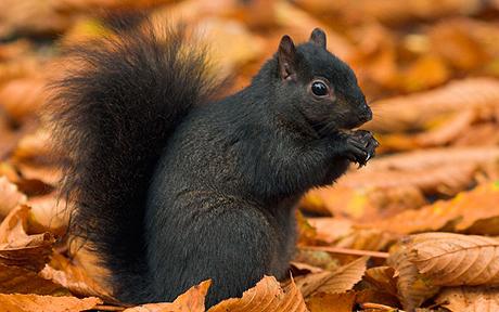 A1FN14 / Black Squirrel